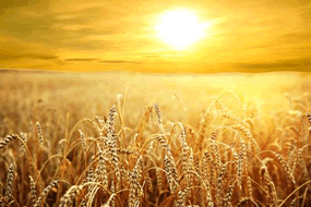 wheat field